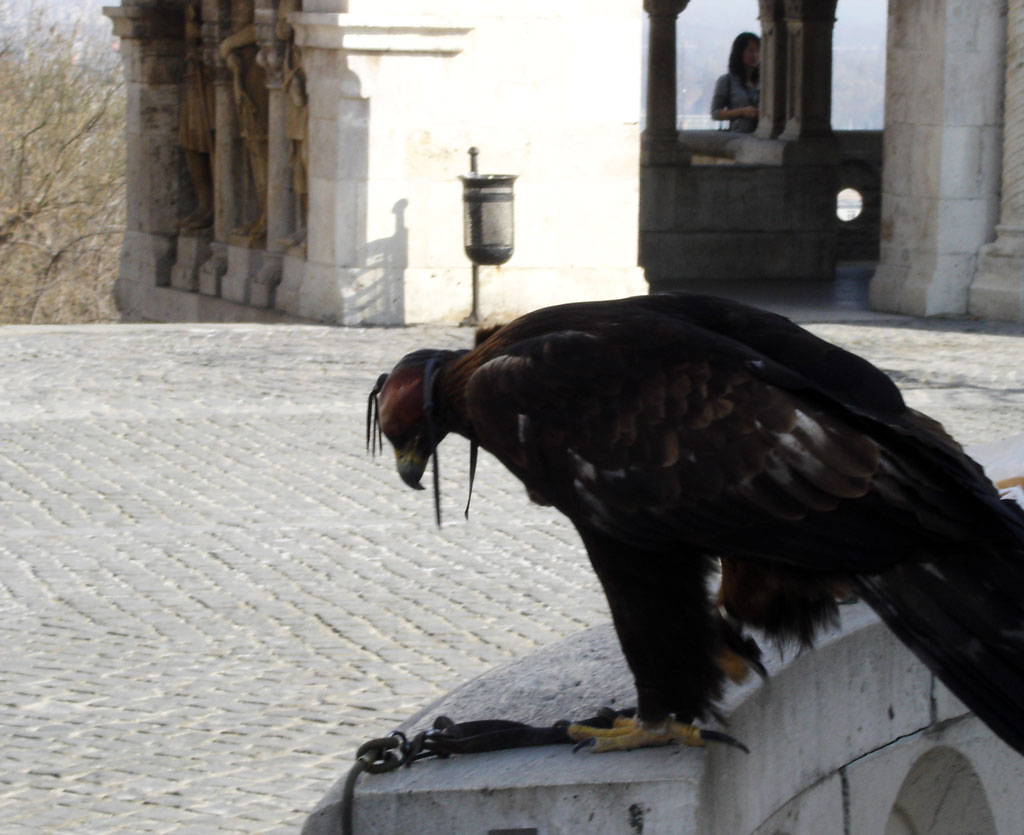 Hooded hawk