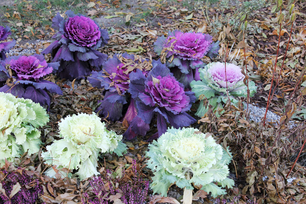 Street cabbages